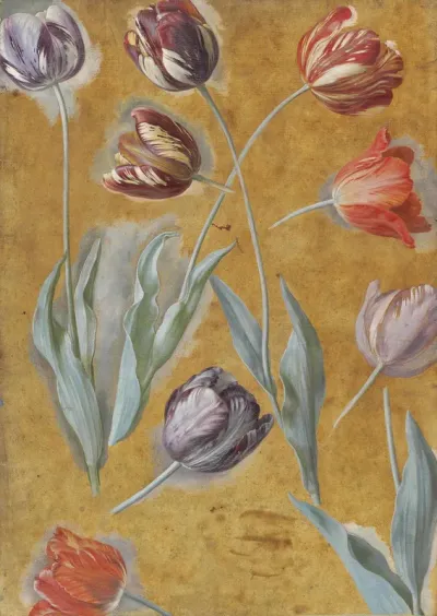 Étude de tulipes