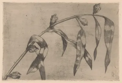 Eucalyptus