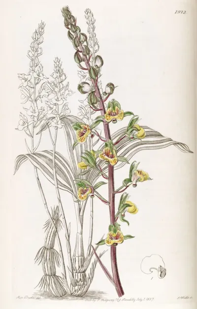 Eulophia Pulchra