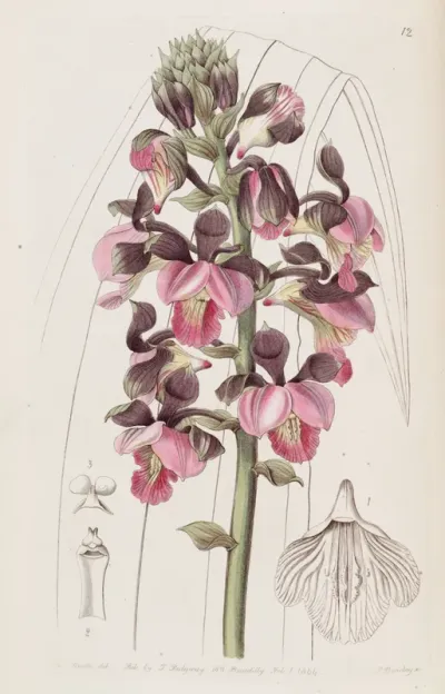 Eulophia rosea