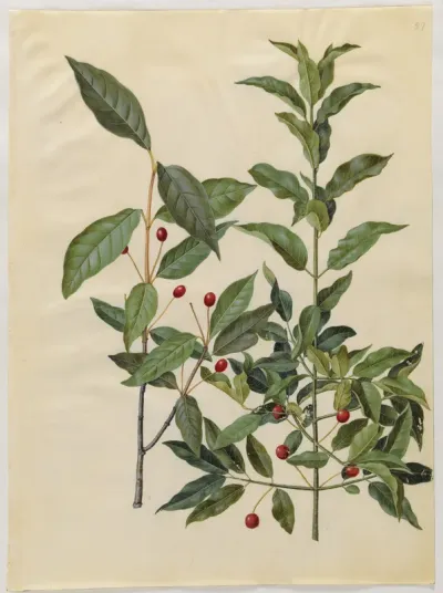 Euonymus latifolius (bredbladet benved); Euonymus europaeus (almindelig benved)