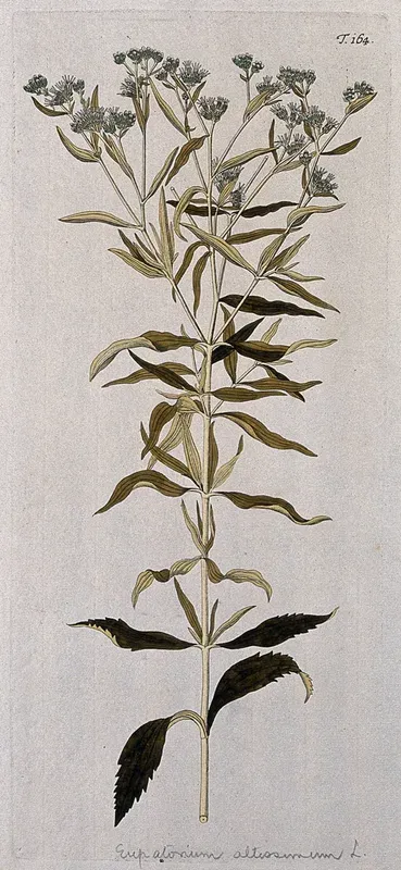 Eupatorium altissimum L.: flowering stem