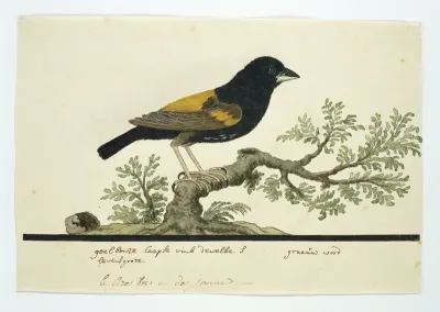 Euplectes capensis (Fluweelwidavink)