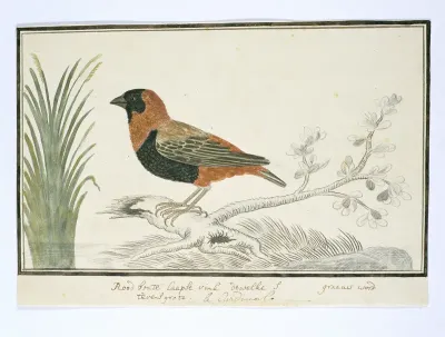 Euplectes orix (Grenadierwever of Rooivink in Afrikaans)