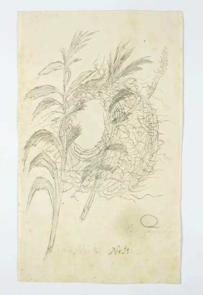 Euplectes orix (Grenadierweveri of Rooivink in Afrikaans), nest