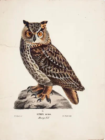 Eurasian Eagle-Owl
