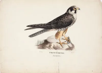 Eurasian Hobby, Male