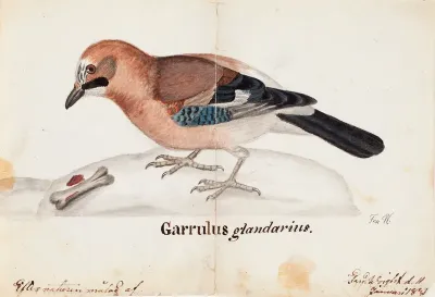 Eurasian Jay