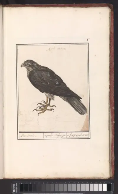 Eurasian Sparrowhawk