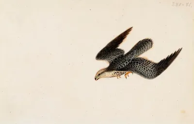 Eurasian Sparrowhawk Flying
