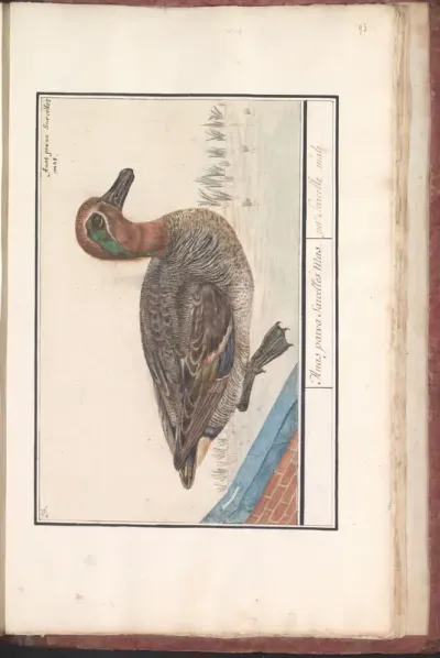 Eurasian teal (Anas crecca)