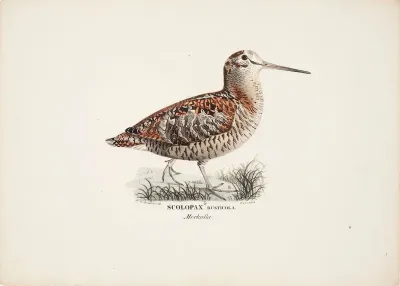 Eurasian Woodcock