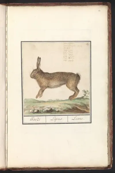 European Hare (Lepus europaeus)