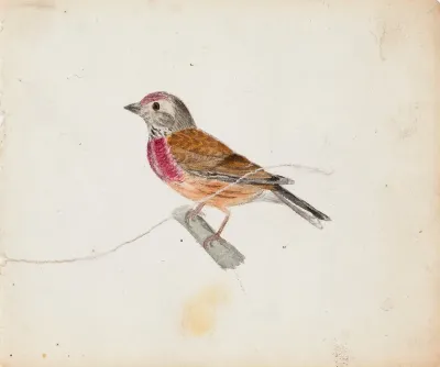 European Robin (?)