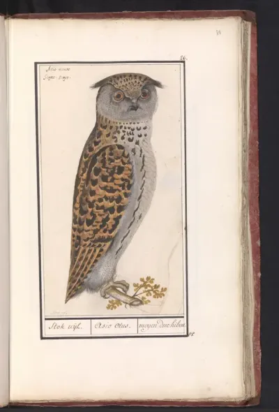 European Scops-Owl (Otus scops)