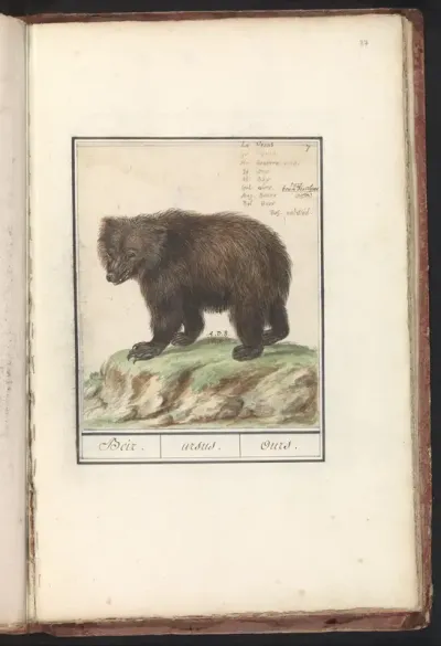 Europese bruine beer (Ursus arctos arctos)
