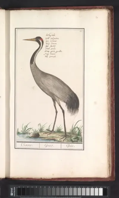 Europese kraanvogel (Grus grus)