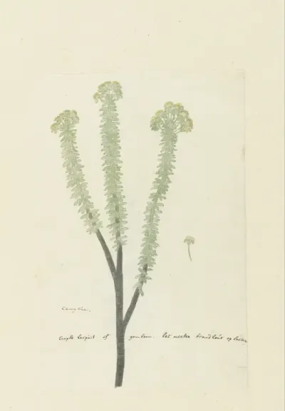 Euryops lateriflorus (L.f.) DC.