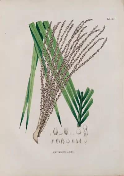 Euterpe edulis