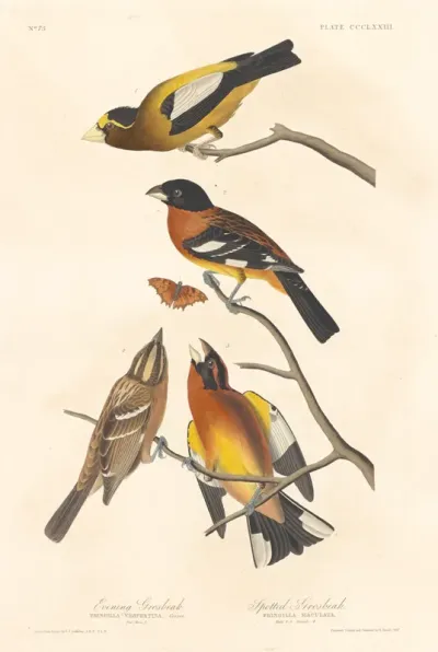 Evening Grosbeak and Spotted Grosbeak