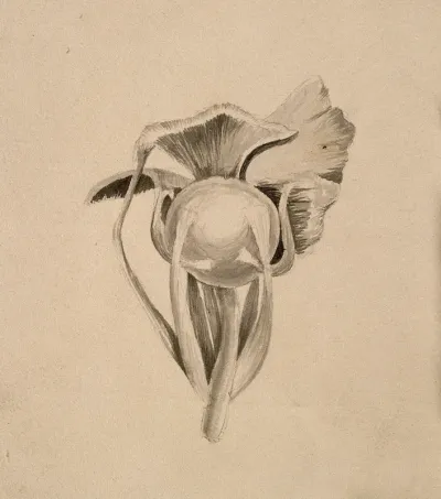 Eyeball(?): seen from behind