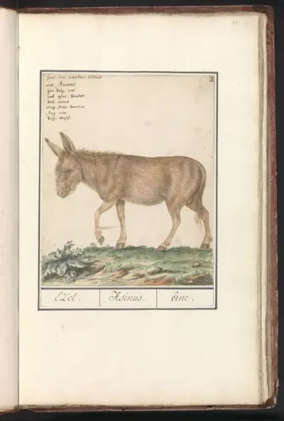 Ezel (Equus africanus asinus)