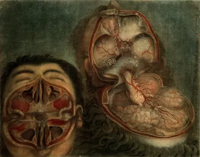 Face and brain: dissections