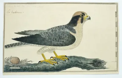 Falco biarmicus ? (Lanner falcon)