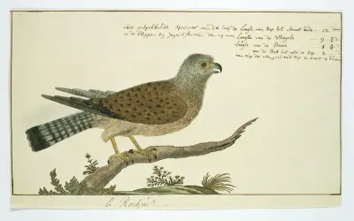 Falco tinnunculus (Torenvalk)