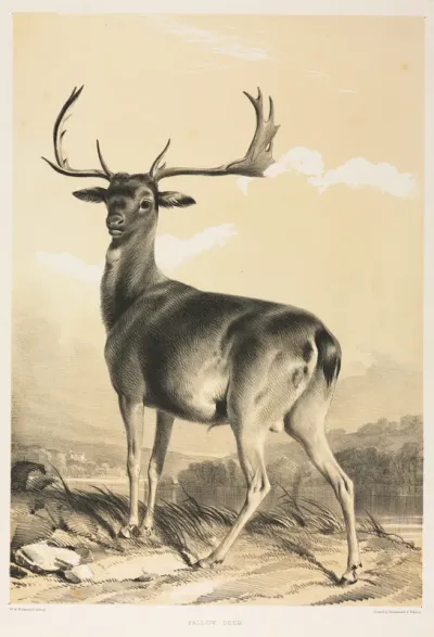 Fallow Deer