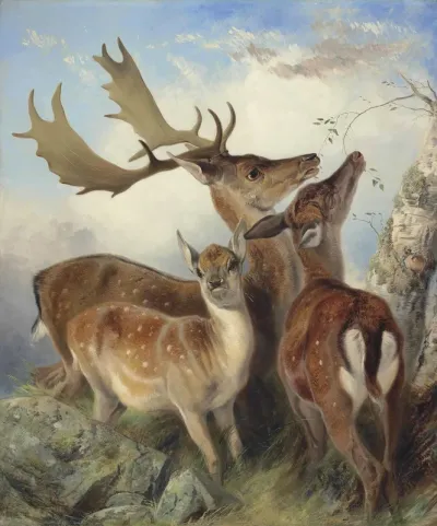 Fallow deer