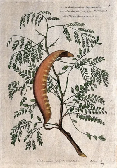 False acacia or black locust (Robinia pseudoacacia L.): branch with large pod