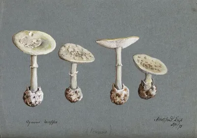 False death cap fungus (Amanita citrina): four fruiting bodies