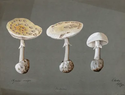 False death cap fungus (Amanita citrina): three fruiting bodies
