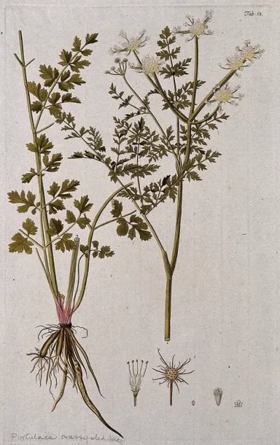 Fame flower (Talinum fruticosum (L.) Juss.): two sections of the flowering stem with separate flower and fruit