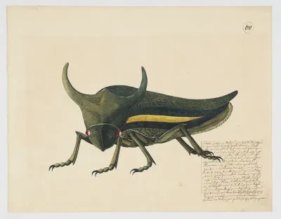 Fanciful depiction of a cicada