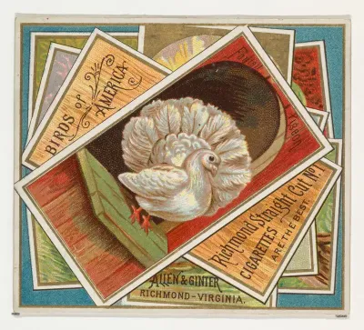Fantail Pigeon, from the Birds of America series (N37) for Allen & Ginter Cigarettes