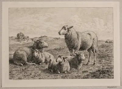 Får og lam på marken