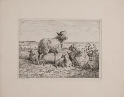 Får og lam