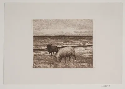 Får på strandbredden
