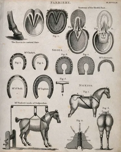 Farriery: seventeen figures including the anatomy of horses' hooves, a selection of horse-shoes, a horse suspended on a winching device, and apparatus for use in the tail 'nicking' procedure