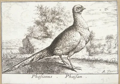 Fasanen (Phasianus)