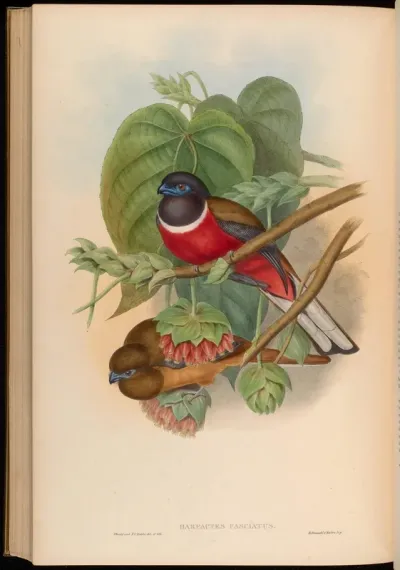 Fasciated Trogon