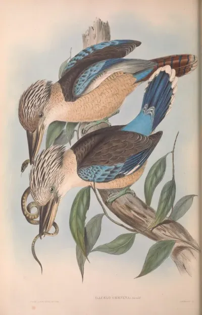 Fawn-breasted Kingfisher