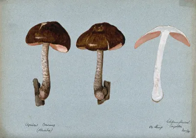 Fawn pluteus fungus (Pluteus cervinus): three fruiting bodies, one sectioned