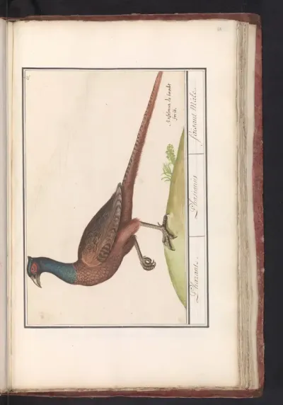 Fazant (Phasianus colchicus)