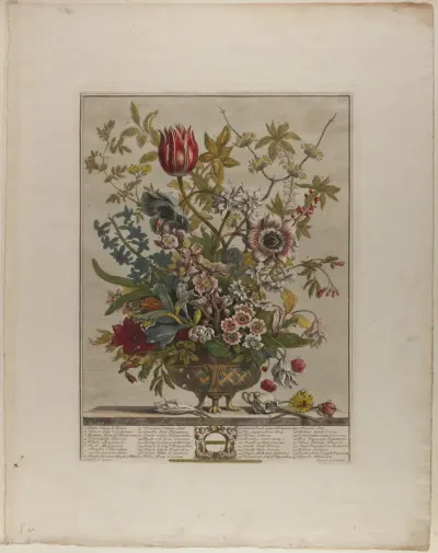 February, from Twelve Months of Flowers