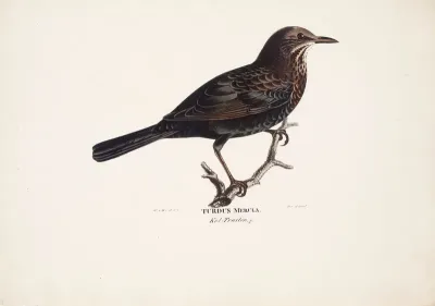 Female Blackbird
