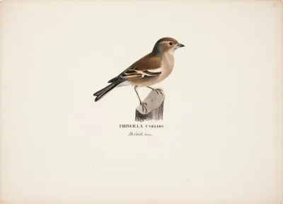 Female Chaffinch