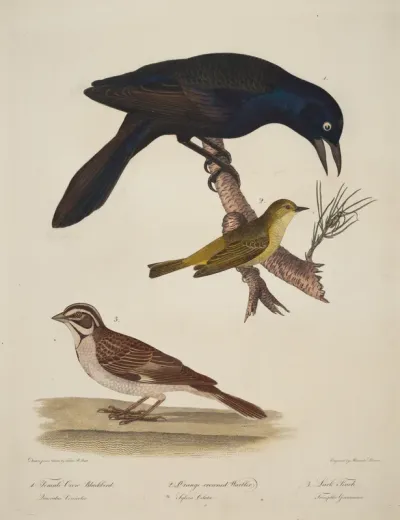Female Crow Blackbird, Orange-Crowned Warbler, Lark Finch
